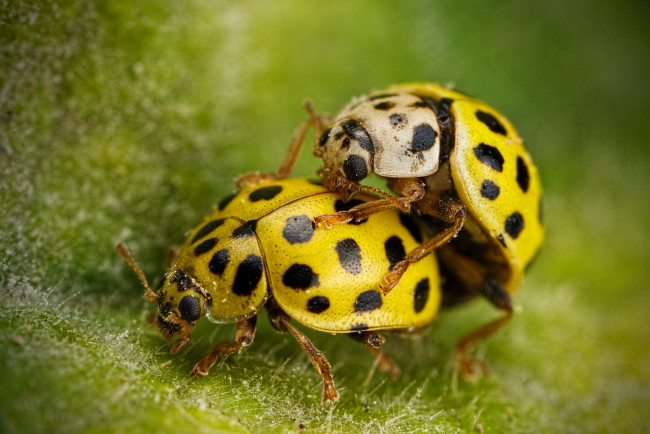 Обои картинки фото животные, божьи коровки, божьи, коровки, макро, насекомые, лист