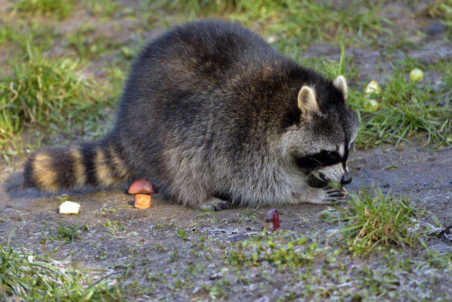 Обои картинки фото животные, еноты, енот