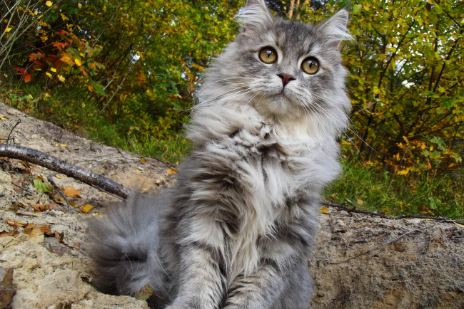 Обои картинки фото животные, коты, киса, ушки, взгляд, усы, коте