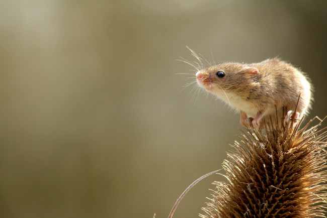 Обои картинки фото животные, крысы,  мыши, мышка