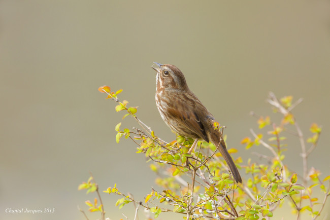 Обои картинки фото животные, птицы, листья, ветки, птичка, фон, птица