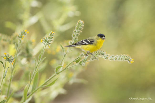 Обои картинки фото животные, синицы,  лазоревки, трава, цветы, птица, птичка