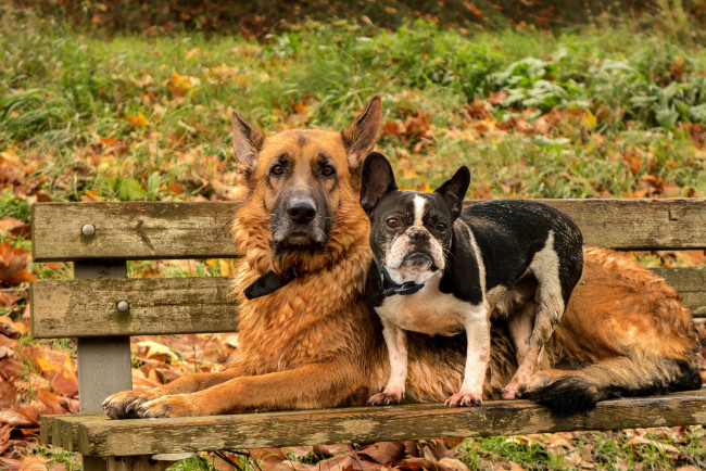 Обои картинки фото животные, собаки, друзья
