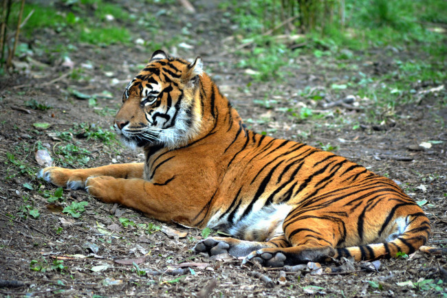 Обои картинки фото животные, тигры, тигр