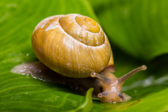Обои картинки фото животные, улитки, усики, насекомое, улитка, лист
