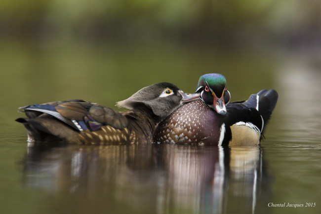 Обои картинки фото животные, утки, вода, озеро, утки-мандаринки