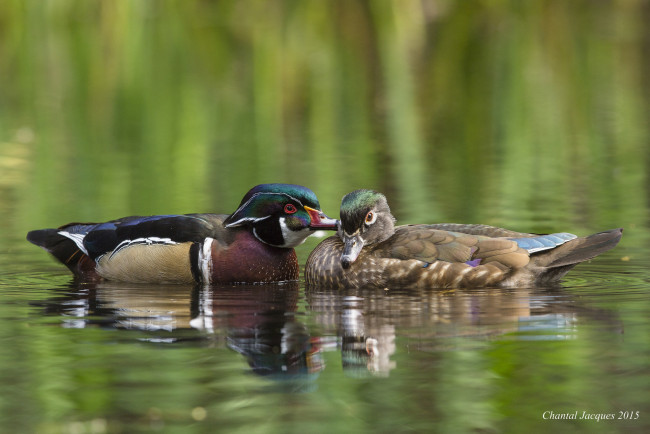 Обои картинки фото животные, утки, вода, романтика, озеро, утки-мандаринки