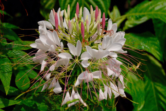 Обои картинки фото цветы, клеомы, лепестки, белые, тычинки