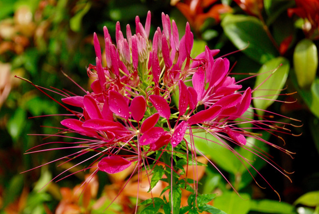 Обои картинки фото цветы, клеомы, роса, лепестки, красные, тычинки