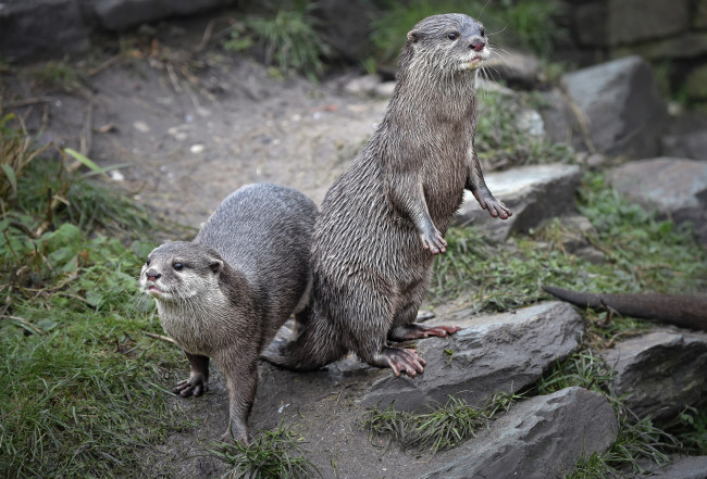 Обои картинки фото животные, выдры,  каланы,  ондатры