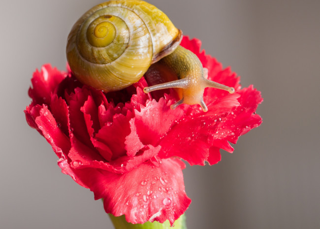 Обои картинки фото животные, улитки, гвоздика, капли, роса, цветок, усики, насекомое, улитка