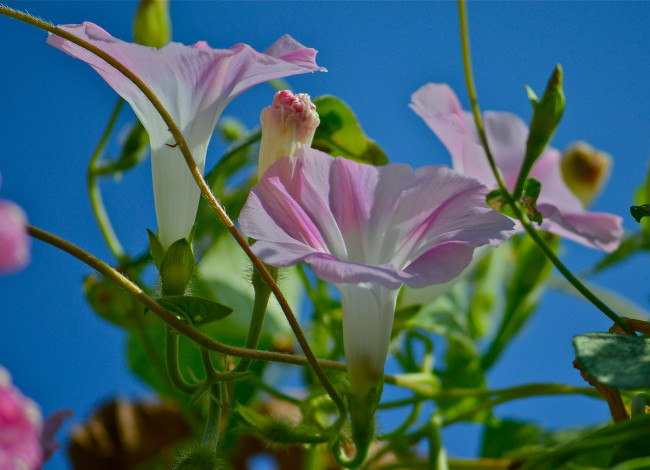 Обои картинки фото цветы, вьюнки,  ипомеи, вьюнок, небо