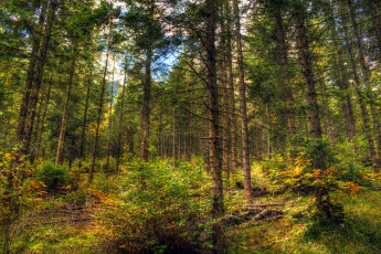 Картинка природа дороги тракт