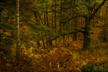 Картинка природа лес деревья