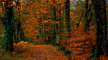 Картинка природа лес деревья