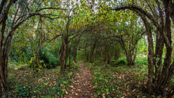 Картинка природа дороги тракт