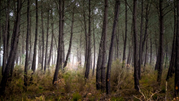 Картинка природа лес деревья