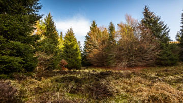 Картинка природа лес деревья