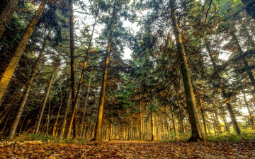 Картинка природа лес деревья