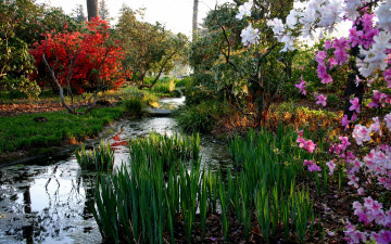 Картинка природа парк водоем камыши