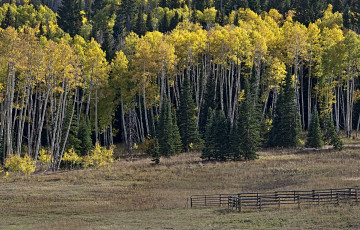 Картинка природа лес деревья
