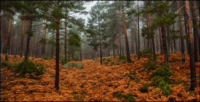 Обои картинки фото природа, лес, деревья