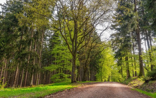 Обои картинки фото природа, дороги, дорога, деревья, лето