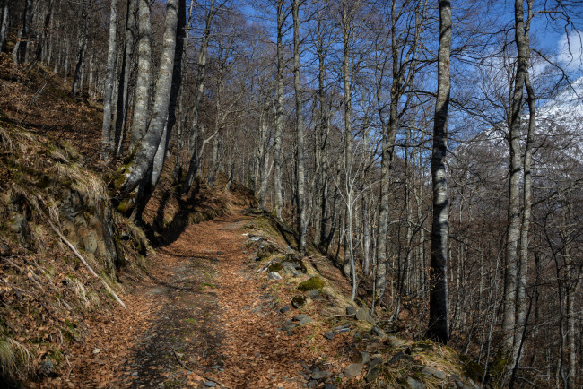 Обои картинки фото природа, дороги, тракт