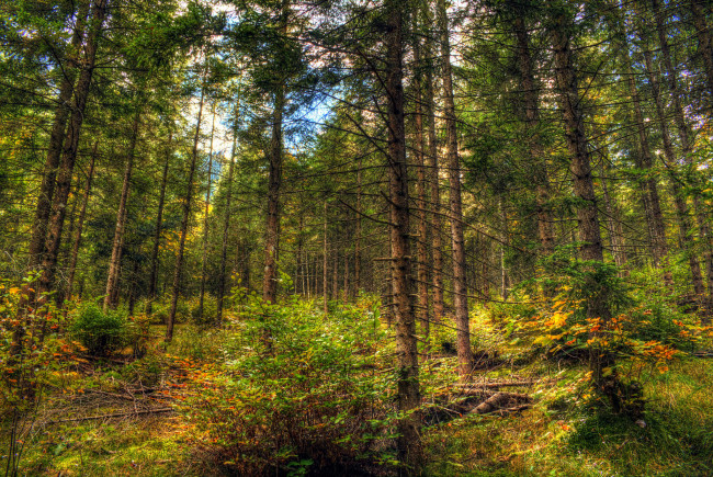 Обои картинки фото природа, дороги, тракт