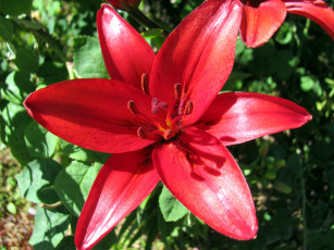 Картинка цветы лилии +лилейники красная лилия макро