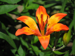 Картинка цветы лилии +лилейники оранжевая лилия макро