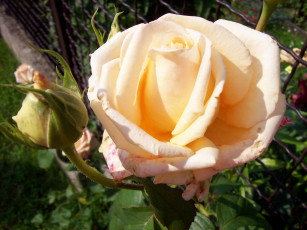 Картинка цветы розы бутон