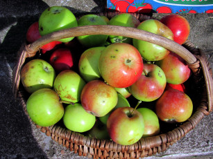 Картинка еда Яблоки корзинка урожай