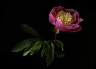 Картинка цветы пионы флора цветок пион