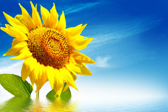 Картинка цветы подсолнухи подсолнух