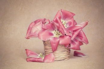 Картинка цветы тюльпаны розовый