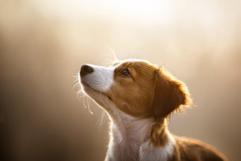 Картинка животные собаки пес