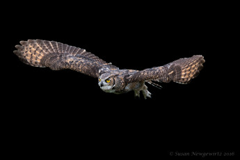 Картинка животные совы птичка