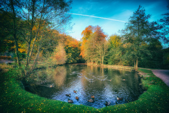 Картинка животные утки птичка