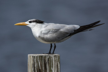 Картинка животные Чайки +бакланы +крачки птичка