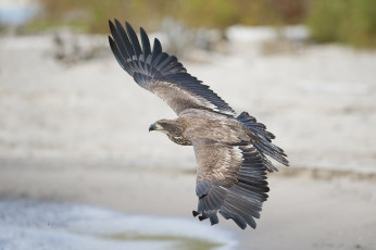 Картинка животные птицы+-+хищники птичка