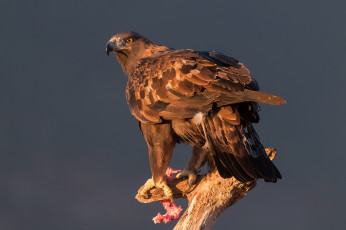 Картинка животные птицы+-+хищники птичка