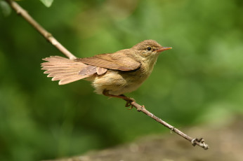 Картинка животные птицы птичка