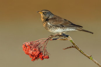 Картинка животные птицы птичка