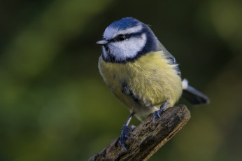 Картинка животные синицы +лазоревки птичка