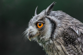 Картинка животные совы птичка