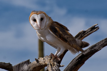 Картинка животные совы птичка