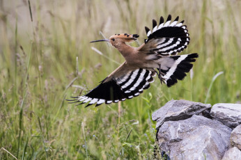 Картинка животные удоды птичка