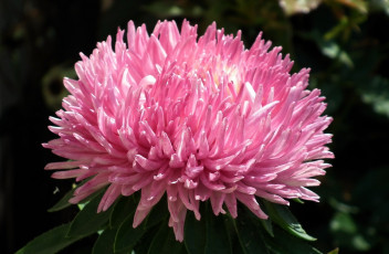 Картинка цветы астры розовый макро