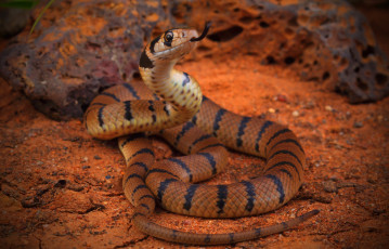 Картинка животные змеи +питоны +кобры змея